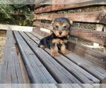 Small Photo #4 Yorkshire Terrier Puppy For Sale in SANTA CLARITA, CA, USA