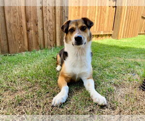 Cojack Dogs for adoption in McKinney, TX, USA