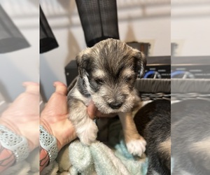 Cava-Tzu Puppy for sale in WHITE OAK, GA, USA