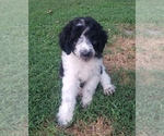 Small Photo #6 Aussiedoodle Puppy For Sale in DOWELLTOWN, TN, USA