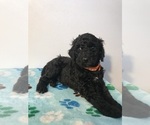 Small Photo #11 Poodle (Standard) Puppy For Sale in ELMWOOD, WI, USA