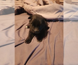 Australian Shepherd-Pomeranian Mix Puppy for sale in LINCOLN PARK, MI, USA
