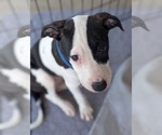 Small #8 Staffordshire Bull Terrier Mix
