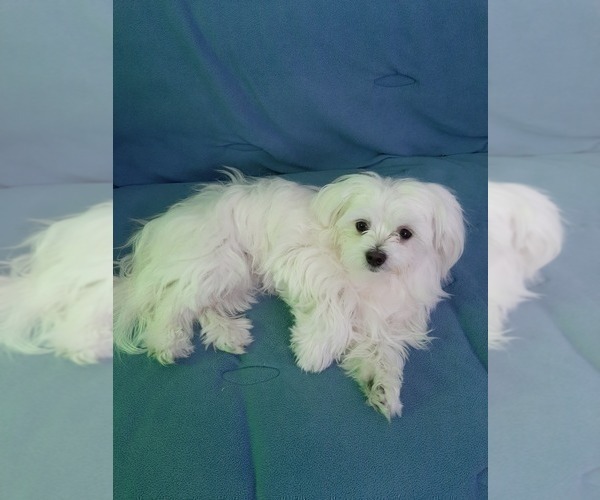Medium Photo #1 Maltese Puppy For Sale in BEAR RIVER, WY, USA