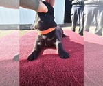 Puppy Orange Basset Hound