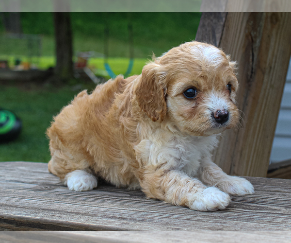 Medium Photo #3 Cavalier King Charles Spaniel-Poodle (Toy) Mix Puppy For Sale in LIBERTY, KY, USA