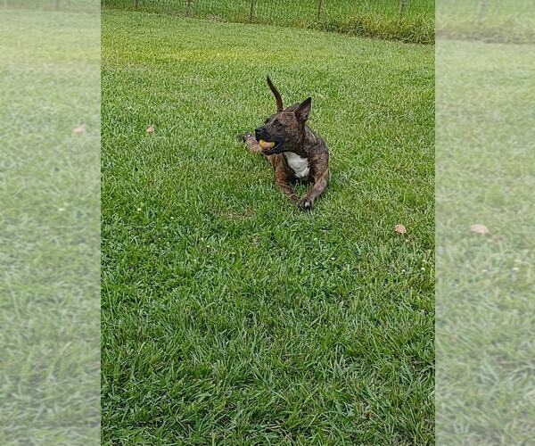 Medium Photo #2 Mutt Puppy For Sale in Abbeville, LA, USA