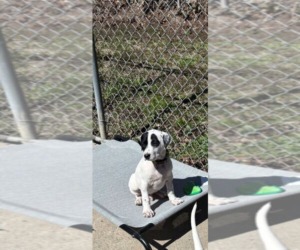 Medium Photo #1 Mutt Puppy For Sale in Elmsford, NY, USA