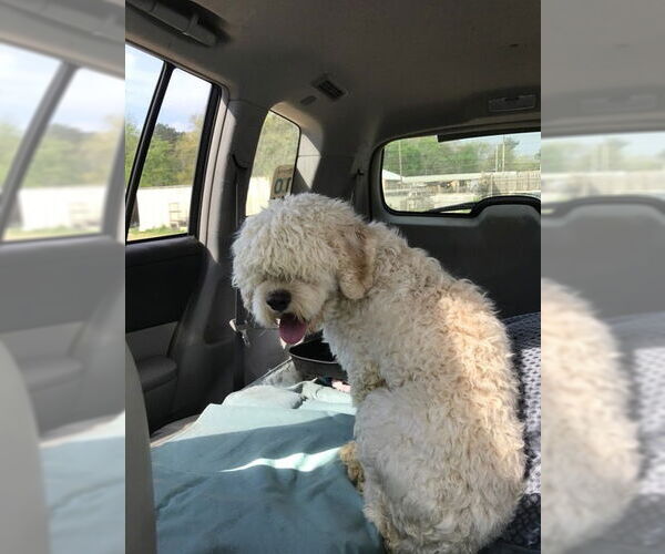 Medium Photo #2 Cocker Spaniel-Unknown Mix Puppy For Sale in Jackson, MS, USA