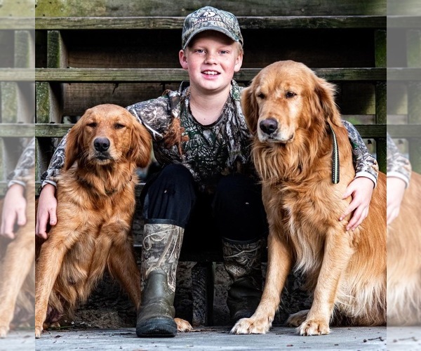 Medium Photo #1 Golden Retriever Puppy For Sale in BRANFORD, FL, USA