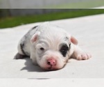 Small #1 Miniature Australian Shepherd