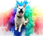 Small #4 Huskies  Mix