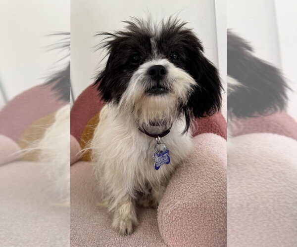 Medium Photo #4 Shih Tzu Puppy For Sale in Oak Bluffs, MA, USA