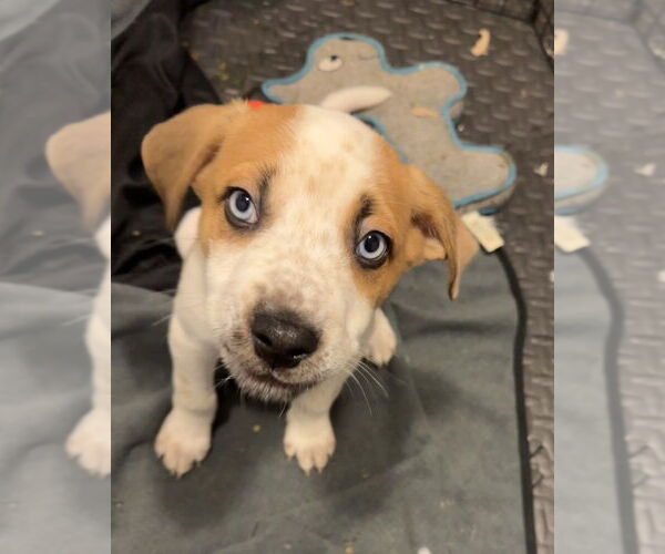 Medium Photo #4 Huskies -Unknown Mix Puppy For Sale in Springdale, PA, USA
