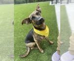 Small #1 Boxer-Dutch Shepherd  Mix