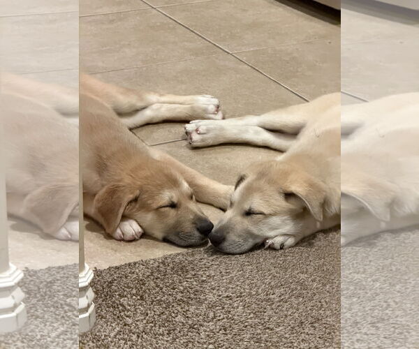 Medium Photo #4 Anatolian Shepherd-Unknown Mix Puppy For Sale in Bountiful, UT, USA