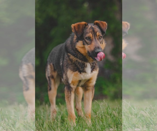 Medium Photo #5 Mutt Puppy For Sale in Rustburg, VA, USA