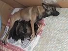 Small Photo #2 Belgian Malinois-Dutch Shepherd Dog Mix Puppy For Sale in CUTLER BAY, FL, USA