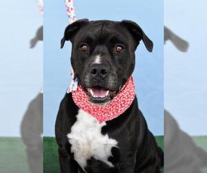 American Pit Bull Terrier-Unknown Mix Dogs for adoption in Bakersfield, CA, USA