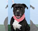 Small American Pit Bull Terrier Mix