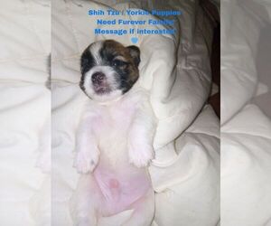 Shorkie Tzu Puppy for Sale in JACKSONVILLE, Florida USA