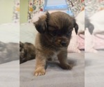 Small #24 Maltipom