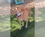 Small Photo #3 Beagle-Unknown Mix Puppy For Sale in Apple Valley, CA, USA