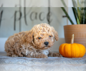 Maltipoo Litter for sale in BALTIC, OH, USA