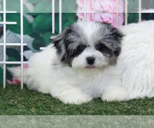 Shorkie Tzu Puppy for sale in MARIETTA, GA, USA