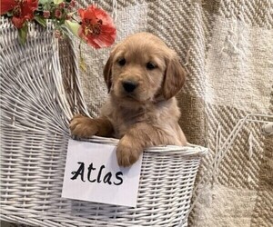 Golden Retriever Puppy for sale in OWEN, WI, USA