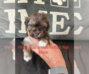 Havanese Puppy for sale in MBORO, TN, USA