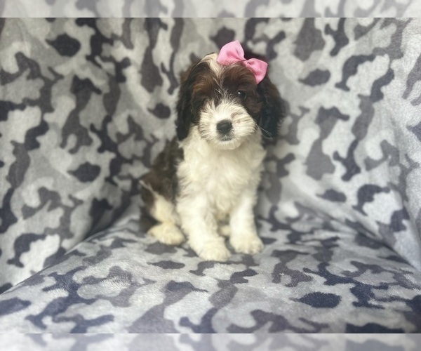Medium Photo #5 Cock-A-Poo Puppy For Sale in LAKELAND, FL, USA