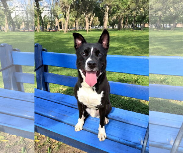 Medium Photo #1 Karelian Bear Dog-Siberian Husky Mix Puppy For Sale in Unionville, PA, USA