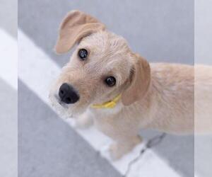 Surf Pup - Glassy - Female Colonial Cocker Spaniel-Unknown Mix Dog for Adoption - Photo #7