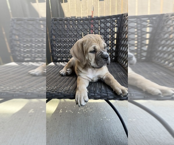 Medium Photo #9 Cane Corso-Mastiff Mix Puppy For Sale in NEW CANEY, TX, USA