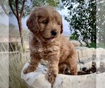 Small Photo #10 Goldendoodle-Poodle (Miniature) Mix Puppy For Sale in SQUAW VALLEY, CA, USA