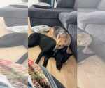 Small #5 German Shepherd Dog