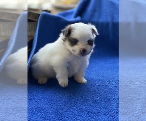 Pomeranian Puppy for sale in ARCADIA, FL, USA
