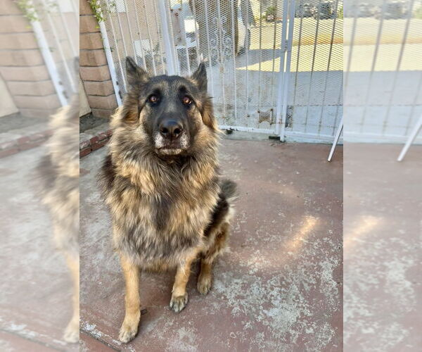 Medium Photo #1 German Shepherd Dog Puppy For Sale in Dana Point, CA, USA