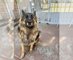 Small German Shepherd Dog