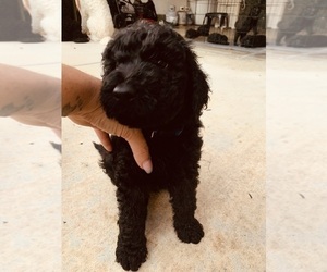 Goldendoodle Puppy for sale in MURRIETA, CA, USA