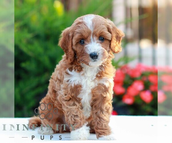 Medium Photo #3 Cavapoo (Miniature) Puppy For Sale in LITITZ, PA, USA