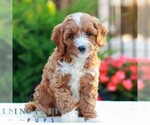 Small #2 Cavapoo (Miniature)