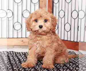 Cavapoo Puppy for sale in NAPLES, FL, USA