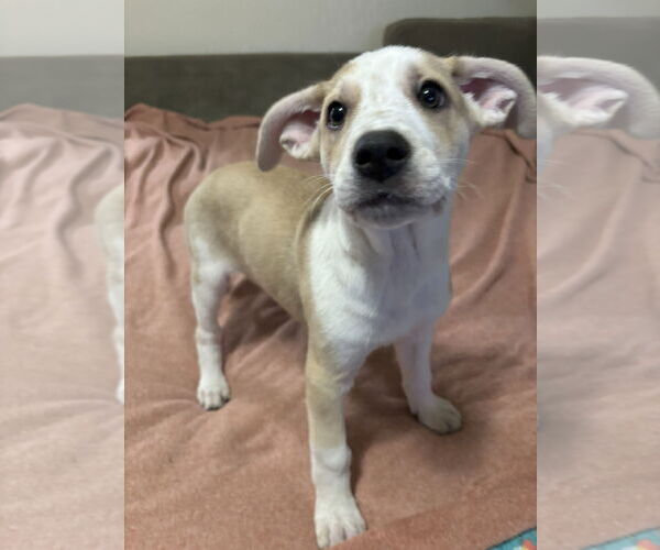 Medium Photo #9 Shepradors Puppy For Sale in McKinney, TX, USA