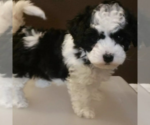 Bichpoo Puppy for sale in LONGMONT, CO, USA