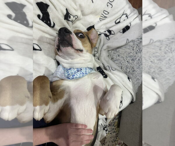 Medium Photo #7 Mutt Puppy For Sale in Boston, MA, USA