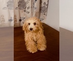 Small #4 Cavapoo-Poodle (Miniature) Mix