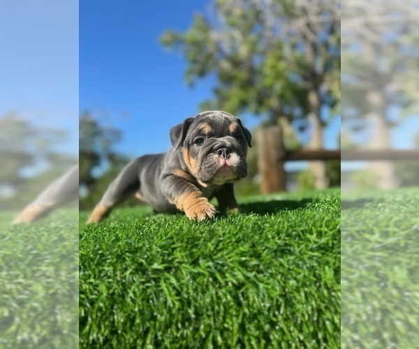 Medium Photo #7 English Bulldog Puppy For Sale in LAS VEGAS, NV, USA