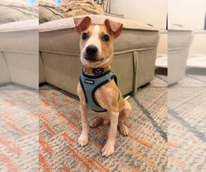 Pete (AL) - Male Jack Russell Terrier-Unknown Mix Dog for Adoption - Photo #7